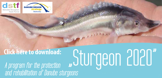 sturgeon2020 banner